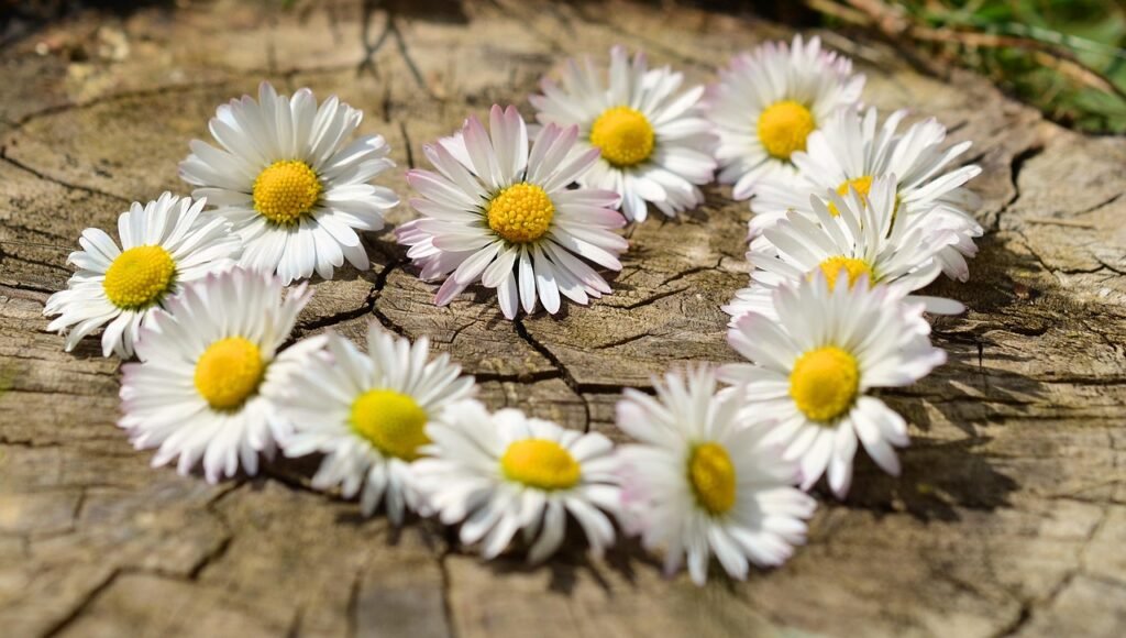 daisy, heart, blossoms, flower heart, spring, heart-shaped, love, garden, white, nature, row